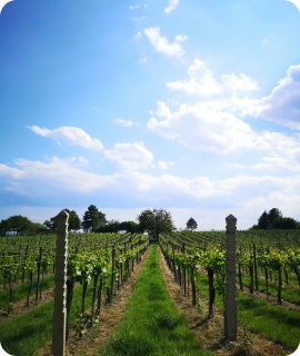 A vineyard in summer with lush green vines